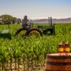 Bourbon-Rye-Colby-Corn-Field-36755