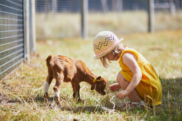 fall festival kid petting zoo stock